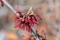 Witch Hazel Diane Royalty Free Stock Photo